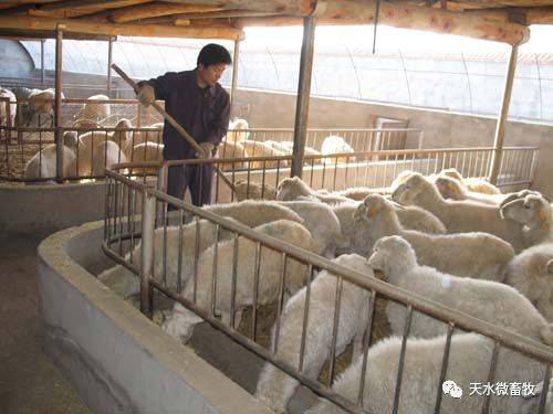 肉羊養(yǎng)殖實(shí)用技術(shù)第四章 肉羊的飼養(yǎng)管理技術(shù) 精準(zhǔn)扶貧畜牧養(yǎng)殖技術(shù)培訓(xùn)系列教材