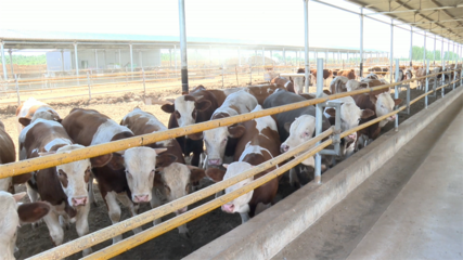 高臺(tái) 肉牛產(chǎn)業(yè)勢(shì)頭強(qiáng)勁，畜牧設(shè)備技術(shù)開發(fā)助力鄉(xiāng)村振興