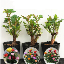 豆類種植 價格、圖片、品牌與種植指南